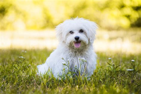 bichon maltese price.